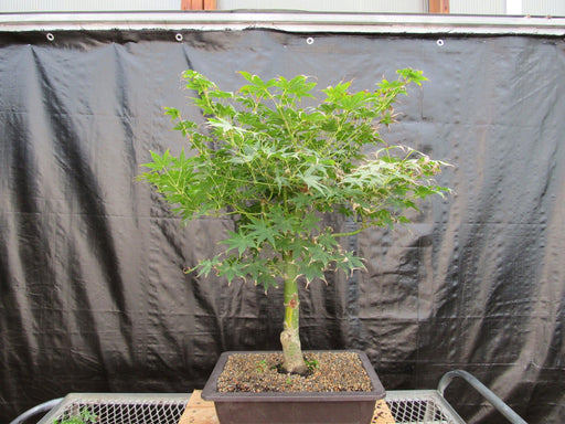 51 Year Old Golden Prosperity Japanese Maple Specimen Bonsai Tree