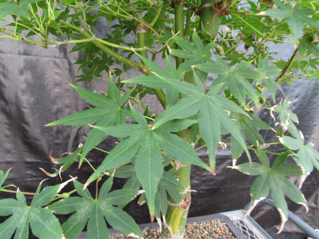 51 Year Old Golden Prosperity Japanese Maple Specimen Bonsai Tree Leaves