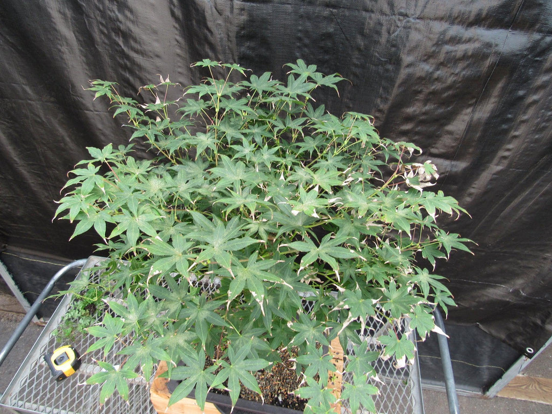 51 Year Old Golden Prosperity Japanese Maple Specimen Bonsai Tree Canopy