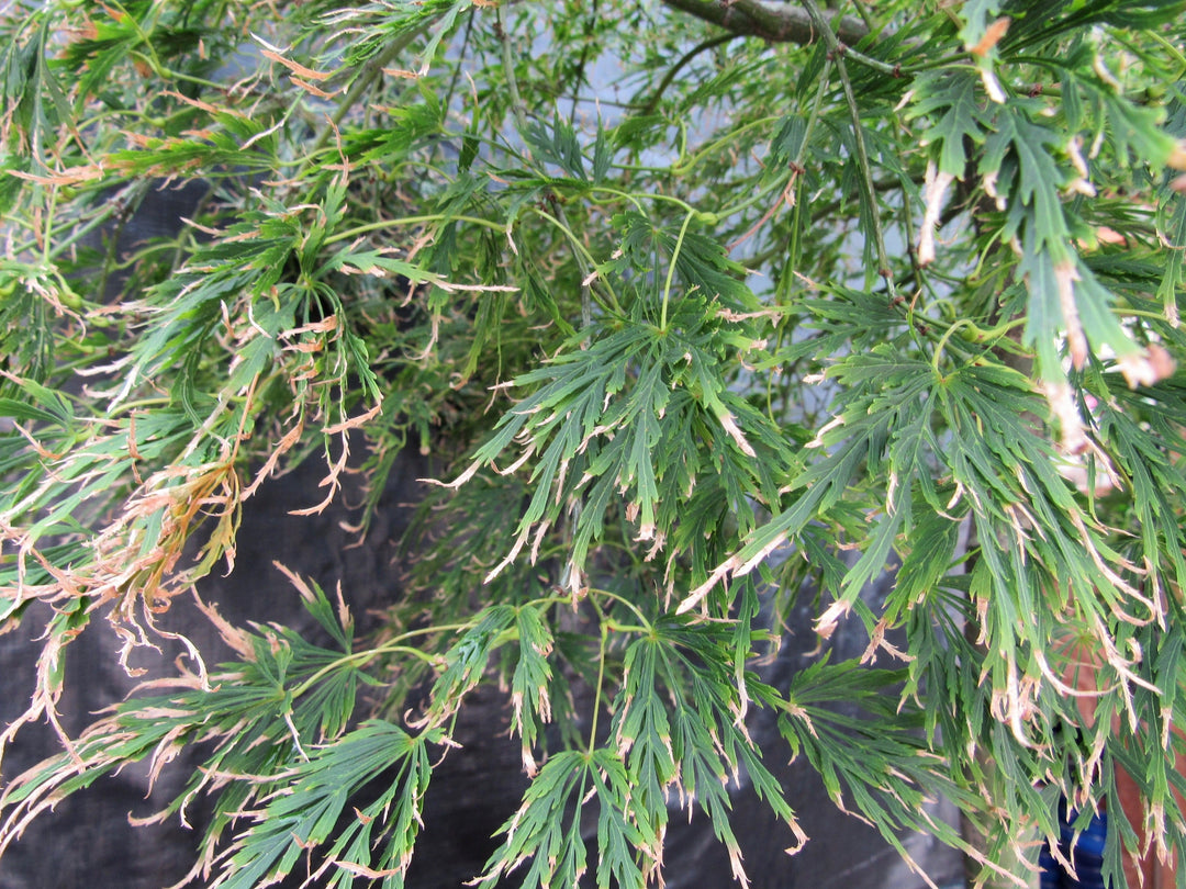 51 Year Old Green Dragon Japanese Maple Specimen Bonsai Tree Fall Foliage