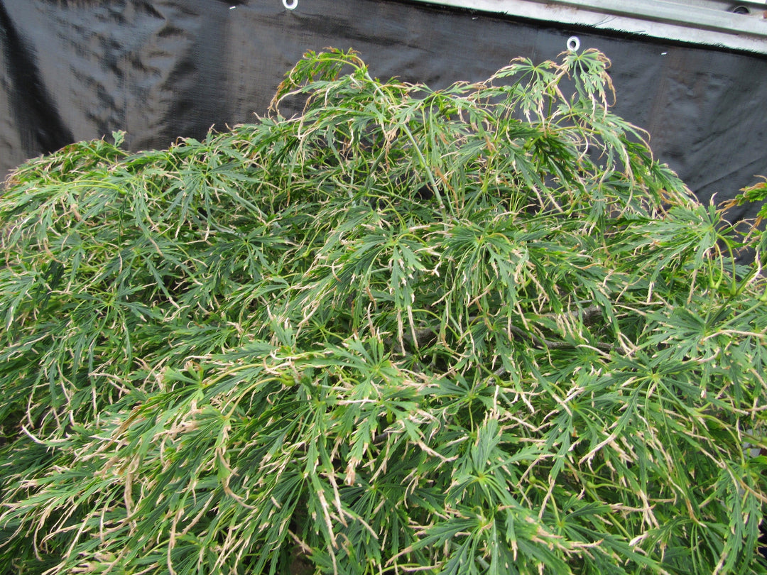 51 Year Old Green Dragon Japanese Maple Specimen Bonsai Tree Starting To Change