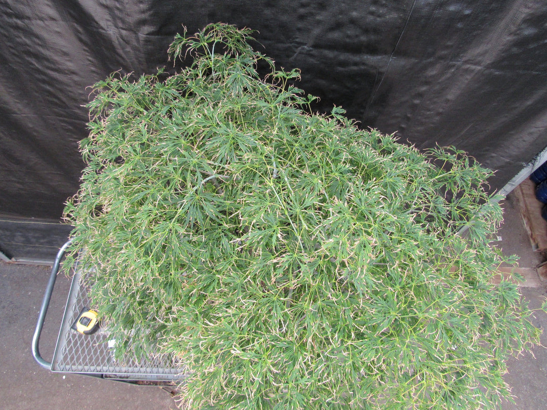 51 Year Old Green Dragon Japanese Maple Specimen Bonsai Tree Top Down