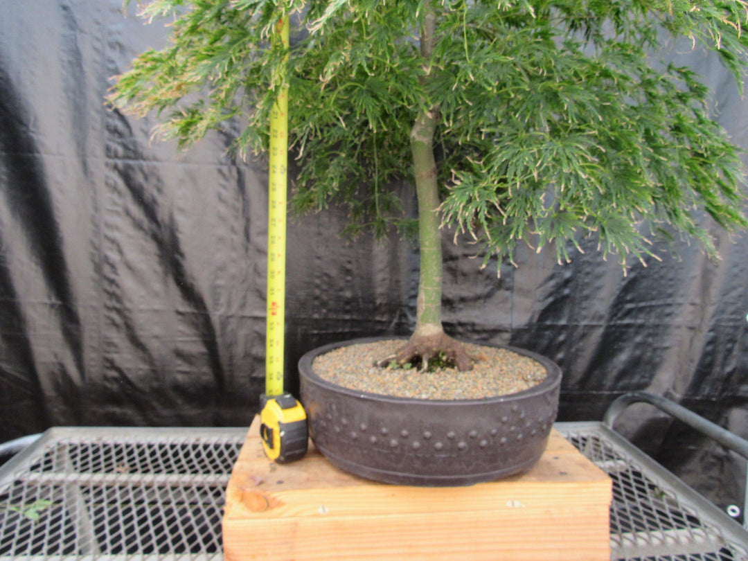 51 Year Old Green Dragon Japanese Maple Specimen Bonsai Tree Tall