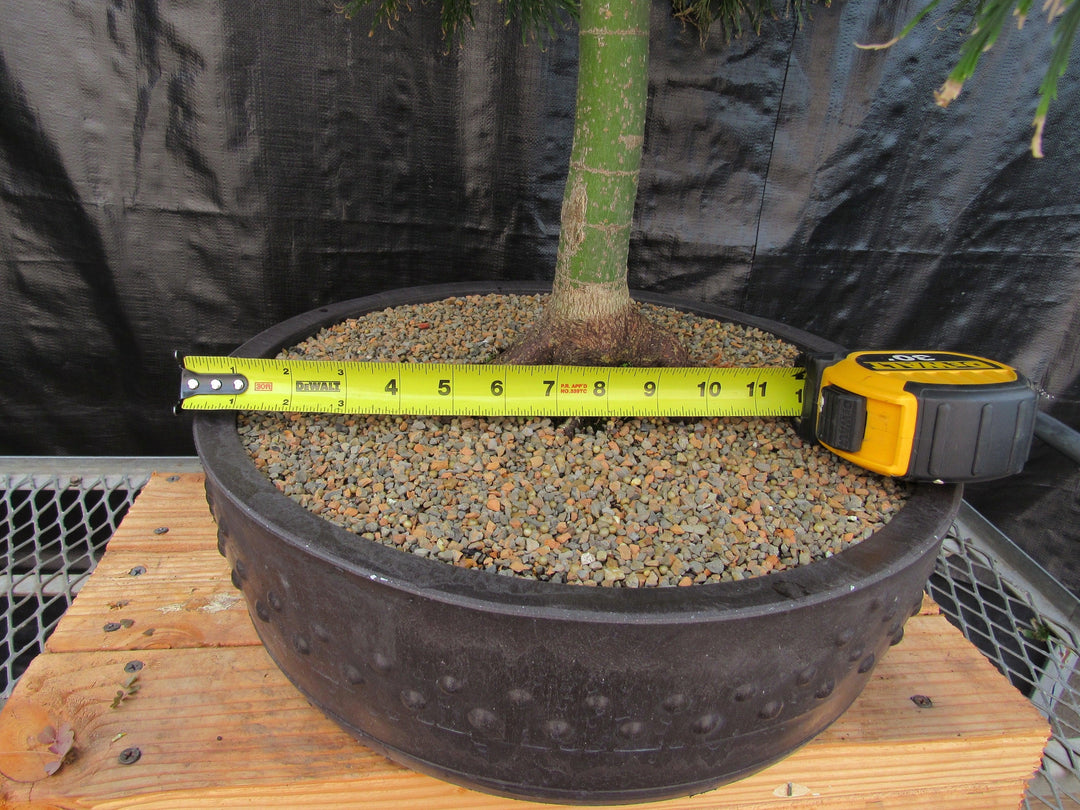 51 Year Old Green Dragon Japanese Maple Specimen Bonsai Tree Size