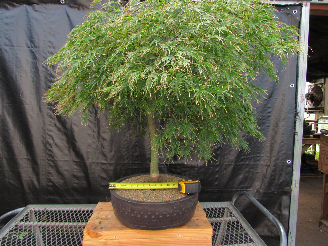51 Year Old Green Dragon Japanese Maple Specimen Bonsai Tree Width