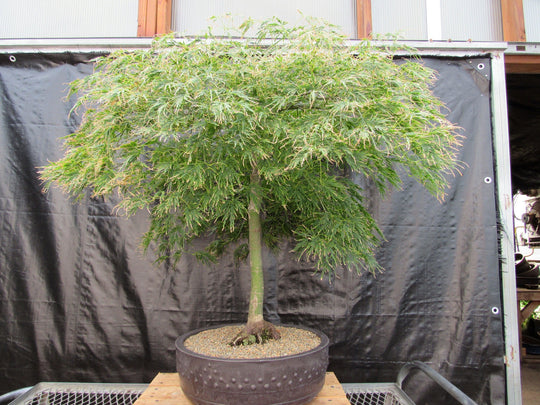 japanese green maple bonsai tree 51 Year Old Green Dragon Japanese Maple Specimen Bonsai Tree