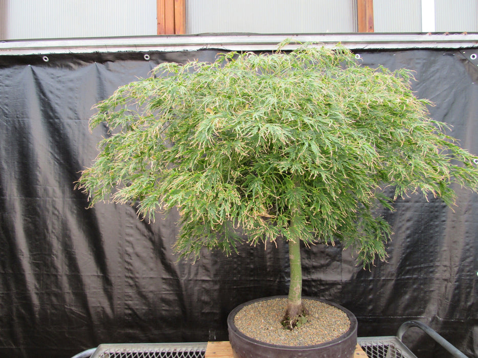 51 Year Old Green Dragon Japanese Maple Specimen Bonsai Tree Canopy