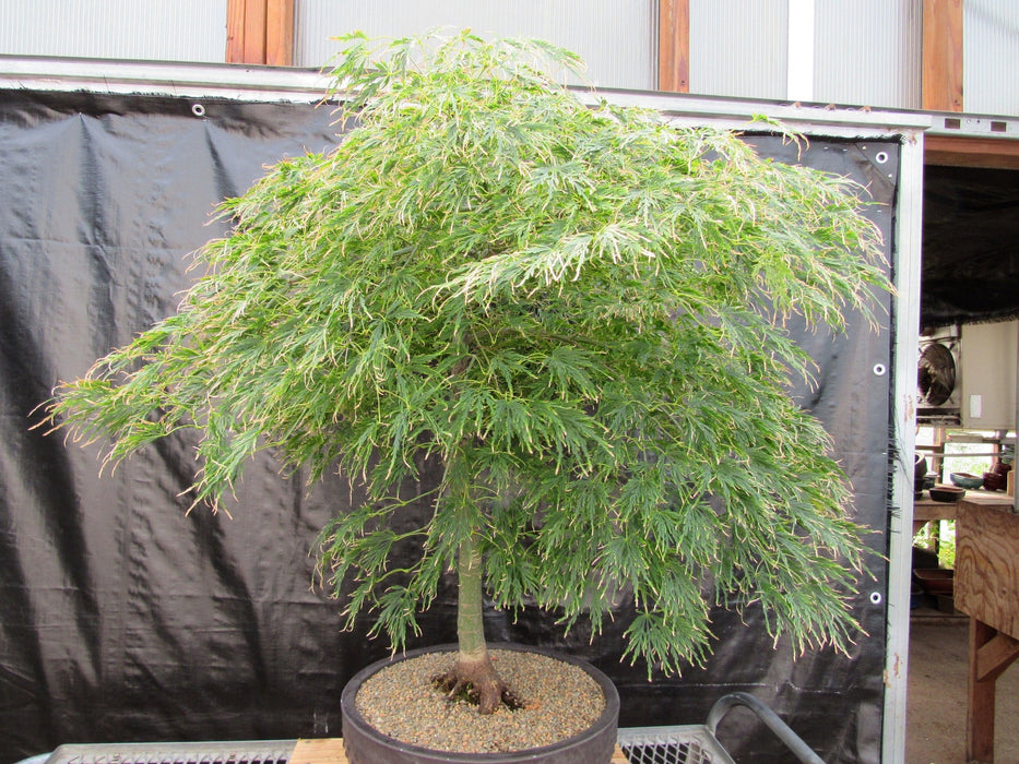 51 Year Old Green Dragon Japanese Maple Specimen Bonsai Tree Side