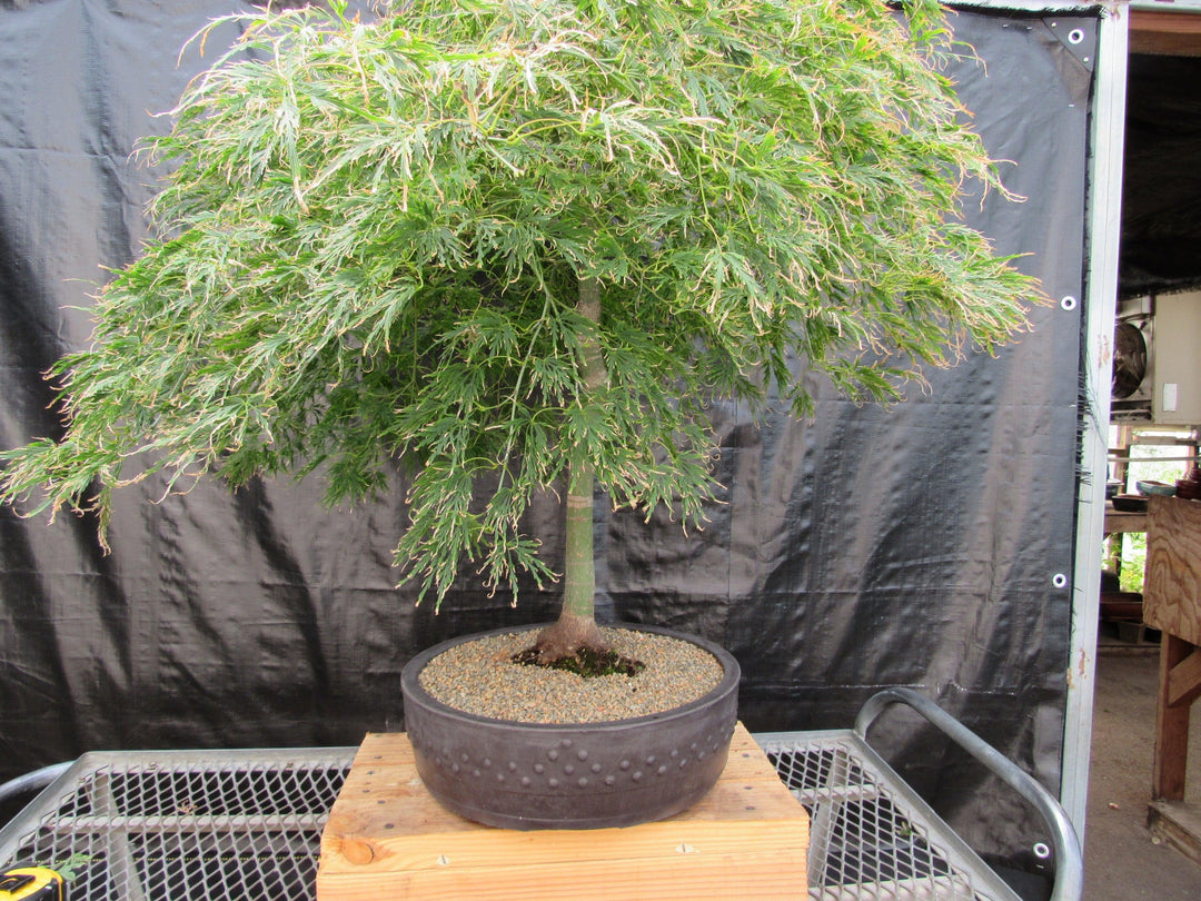 51 Year Old Green Dragon Japanese Maple Specimen Bonsai Tree Back