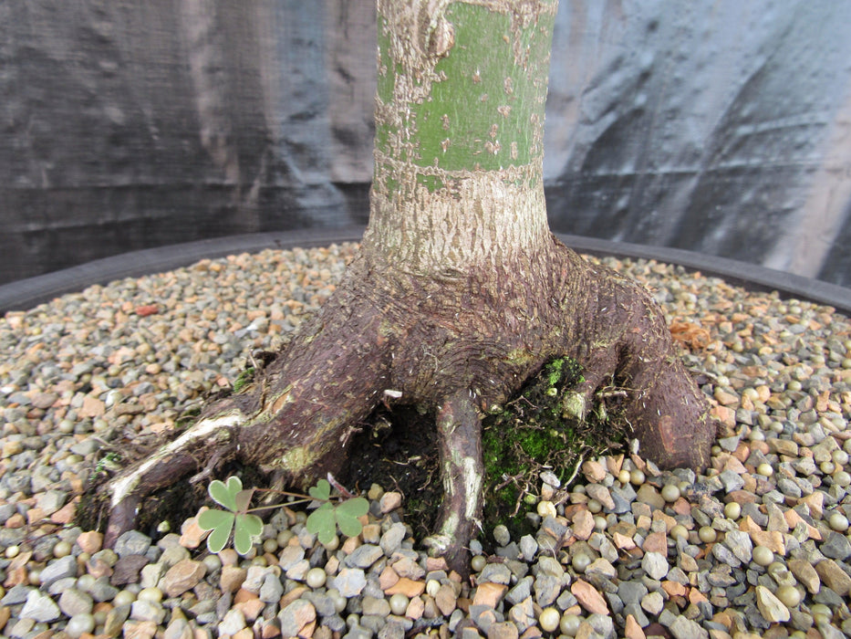 51 Year Old Green Dragon Japanese Maple Specimen Bonsai Tree Roots