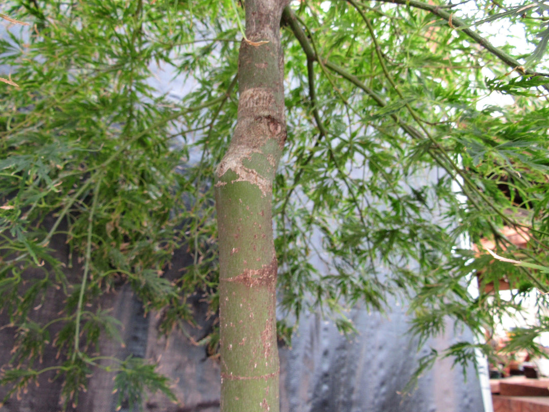 51 Year Old Green Dragon Japanese Maple Specimen Bonsai Tree Bark