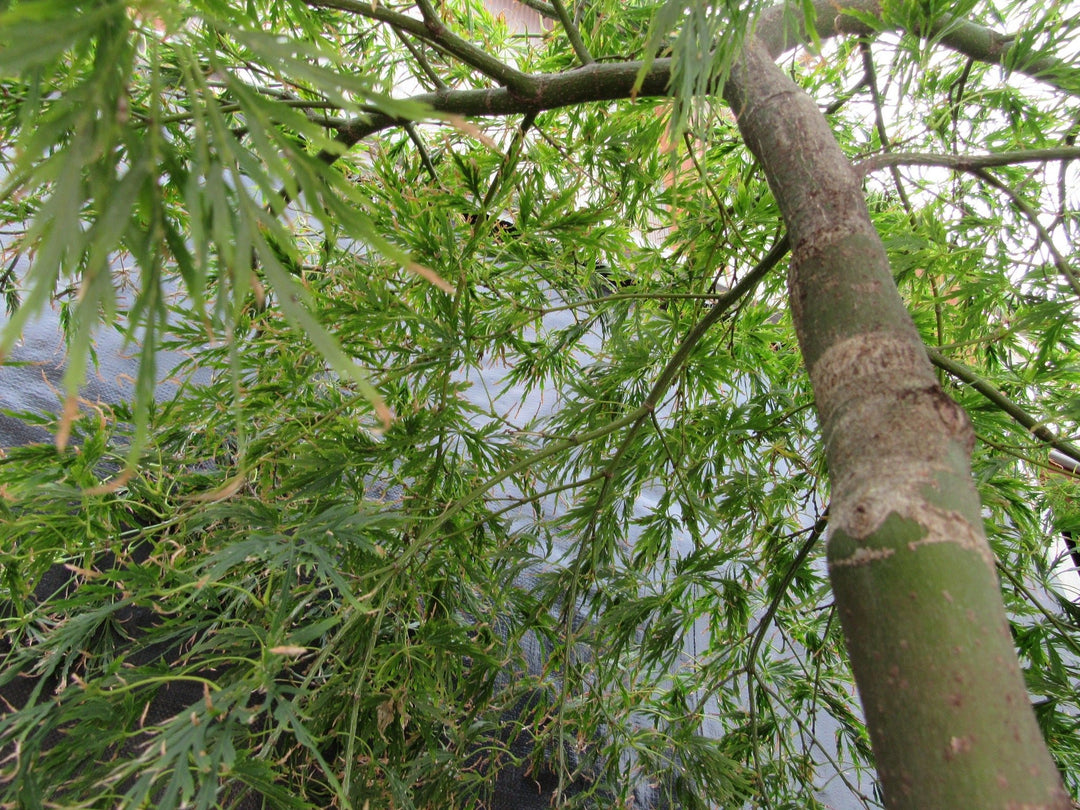 51 Year Old Green Dragon Japanese Maple Specimen Bonsai Tree Branch Structure