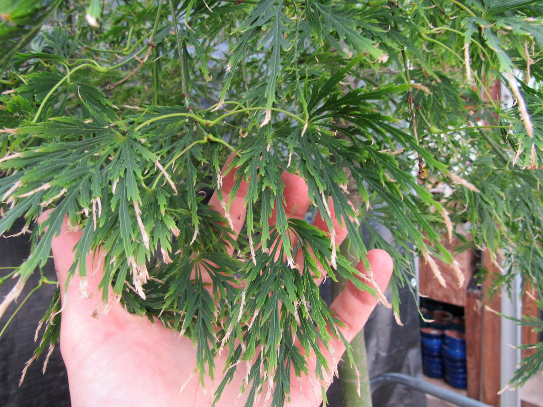 51 Year Old Green Dragon Japanese Maple Specimen Bonsai Tree Leaves