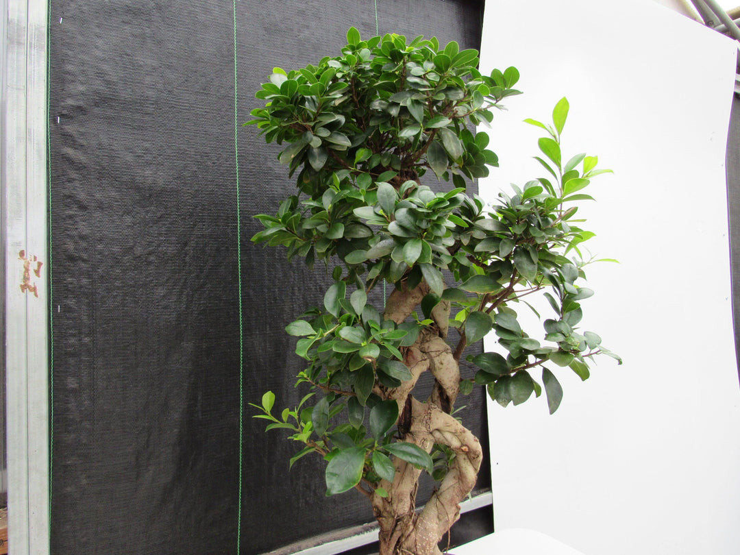 51 Year Old Green Island Ficus Braided Specimen Bonsai Tree Stringer Side