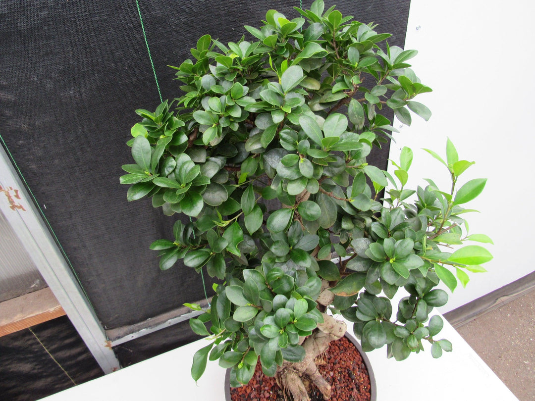 51 Year Old Green Island Ficus Braided Specimen Bonsai Tree Canopy