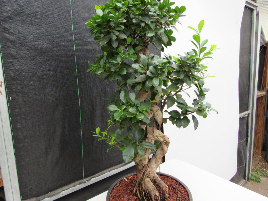 51 Year Old Green Island Ficus Braided Specimen Bonsai Tree Softer Angle