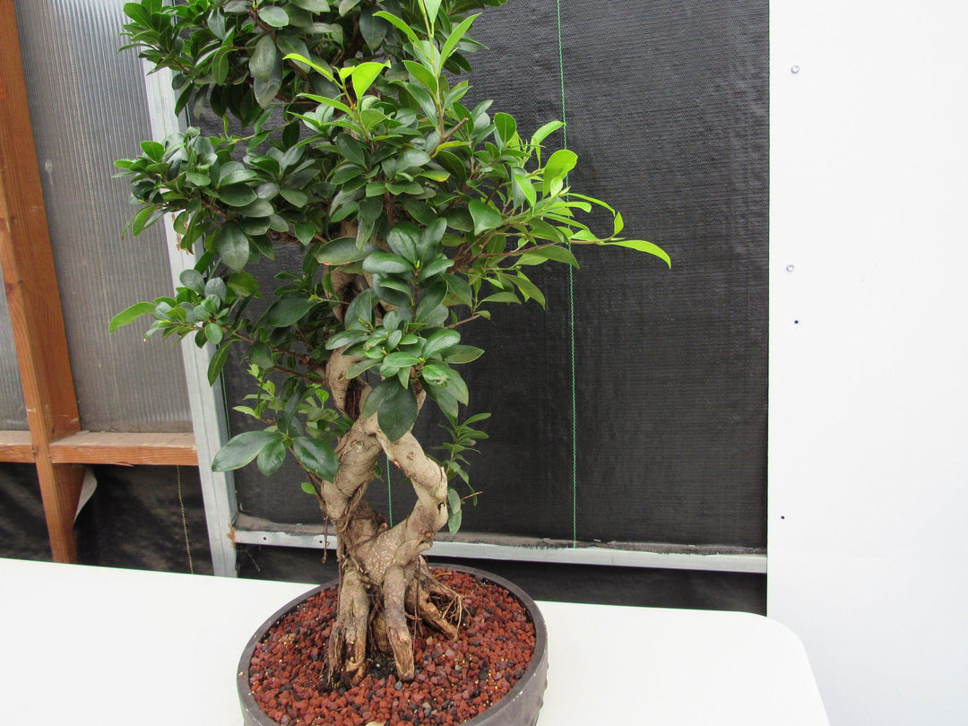 51 Year Old Green Island Ficus Braided Specimen Bonsai Tree Stronger Angle