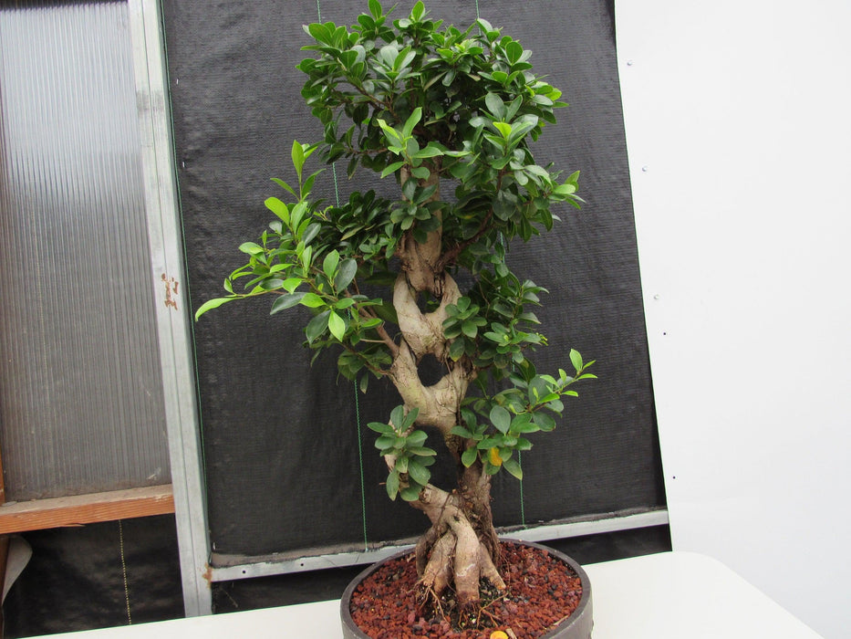 51 Year Old Green Island Ficus Braided Specimen Bonsai Tree Back