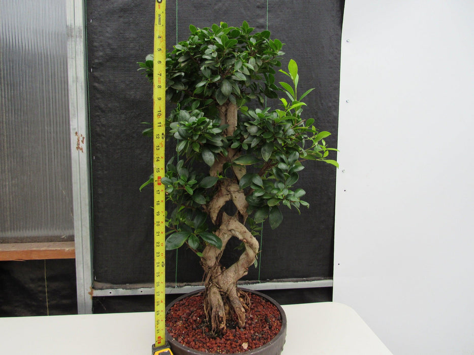 51 Year Old Green Island Ficus Braided Specimen Bonsai Tree Height