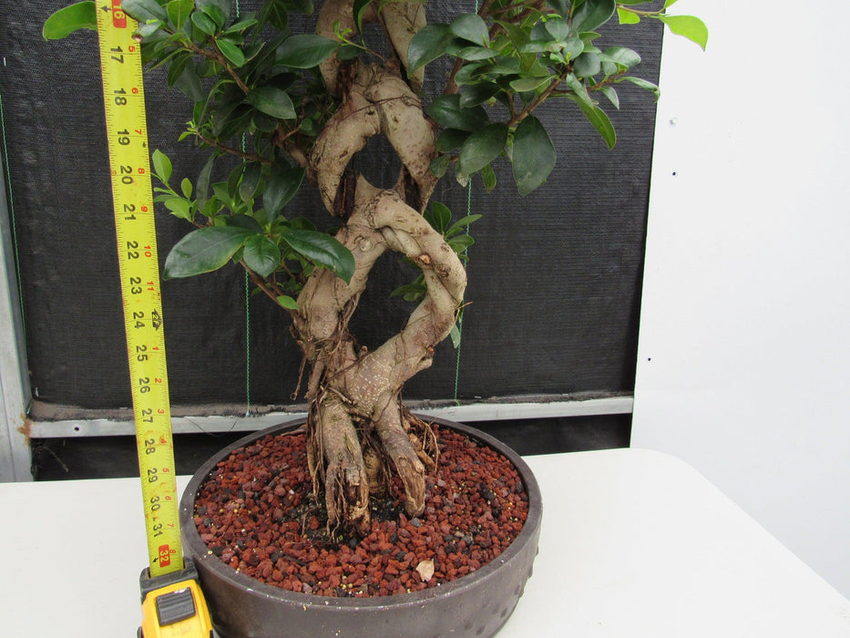 51 Year Old Green Island Ficus Braided Specimen Bonsai Tree Size