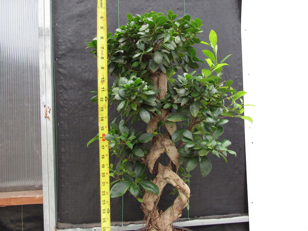 51 Year Old Green Island Ficus Braided Specimen Bonsai Tree Tall