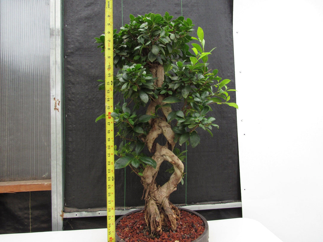 51 Year Old Green Island Ficus Braided Specimen Bonsai Tree Full Height