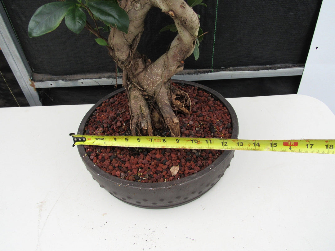 51 Year Old Green Island Ficus Braided Specimen Bonsai Tree Width