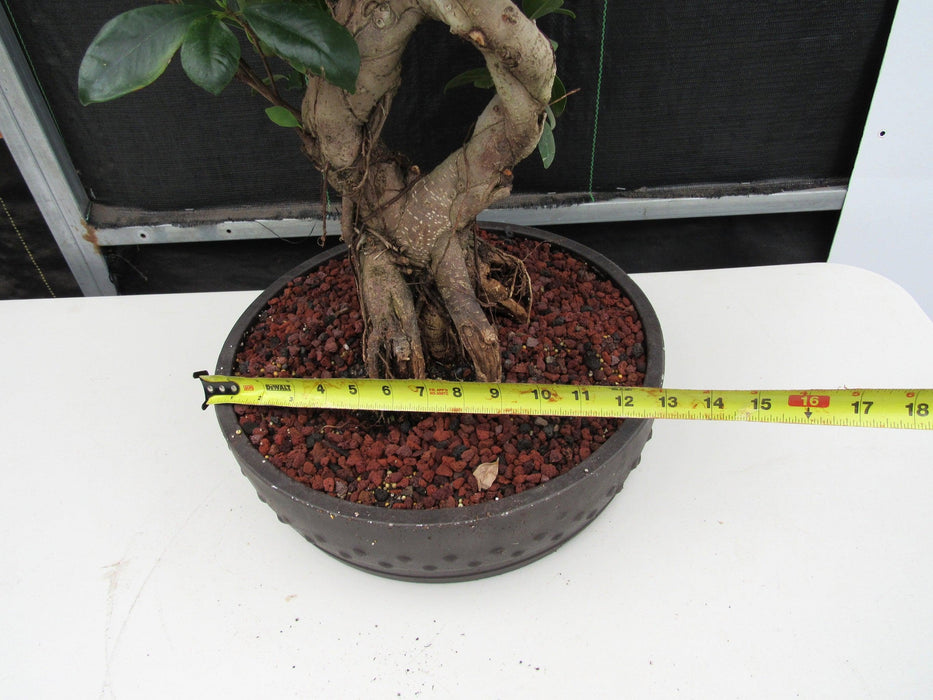 51 Year Old Green Island Ficus Braided Specimen Bonsai Tree Width