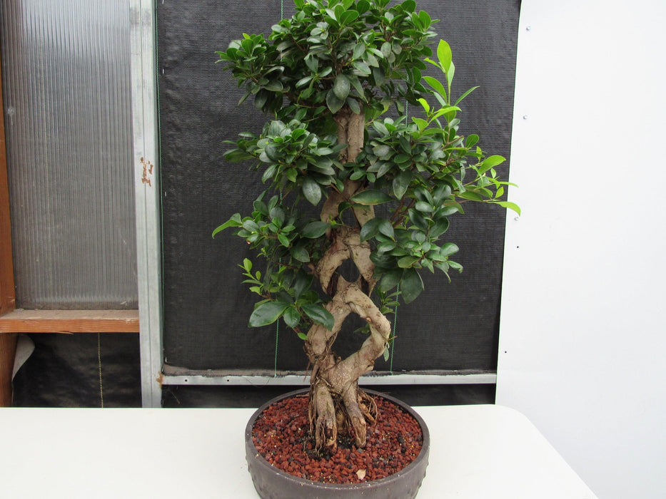51 Year Old Green Island Ficus Braided Specimen Bonsai Tree Profile