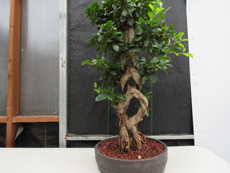 51 Year Old Green Island Ficus Braided Specimen Bonsai Tree Look at Dem Braids