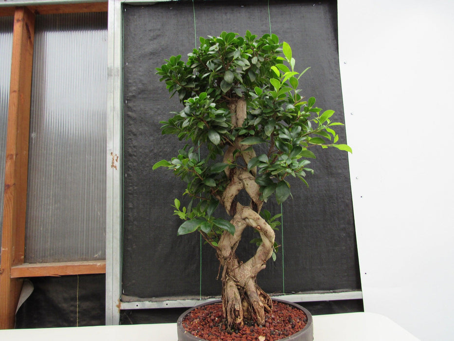 51 Year Old Green Island Ficus Braided Specimen Bonsai Tree Straight On