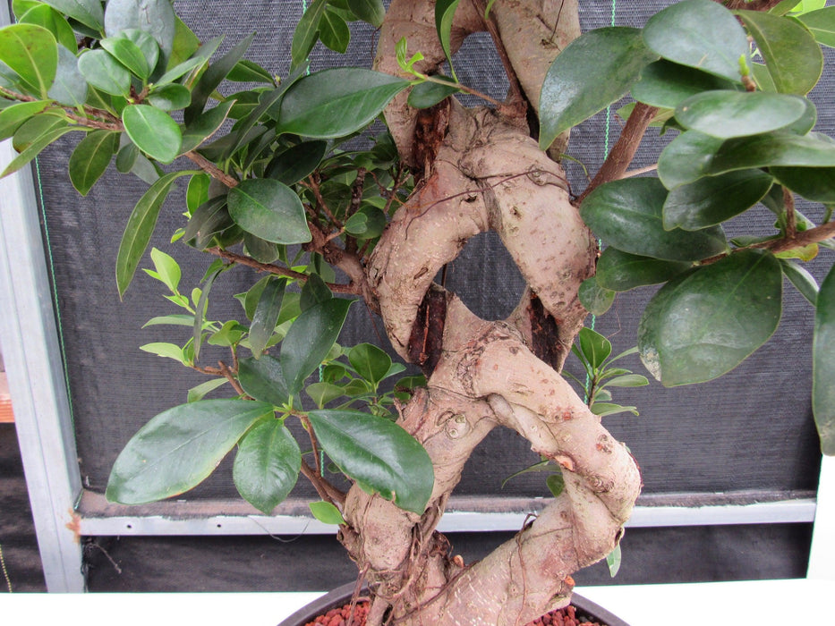 51 Year Old Green Island Ficus Braided Specimen Bonsai Tree Braid Closeup