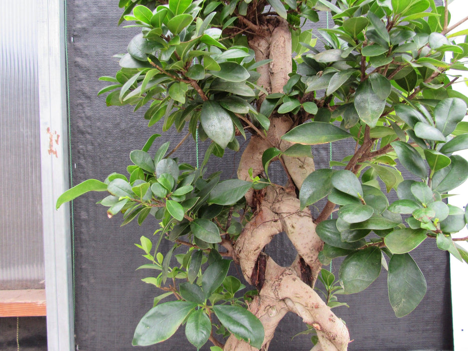 51 Year Old Green Island Ficus Braided Specimen Bonsai Tree More Braids
