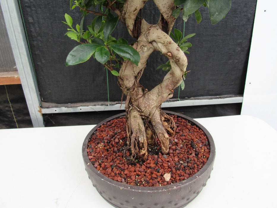 51 Year Old Green Island Ficus Braided Specimen Bonsai Tree Roots