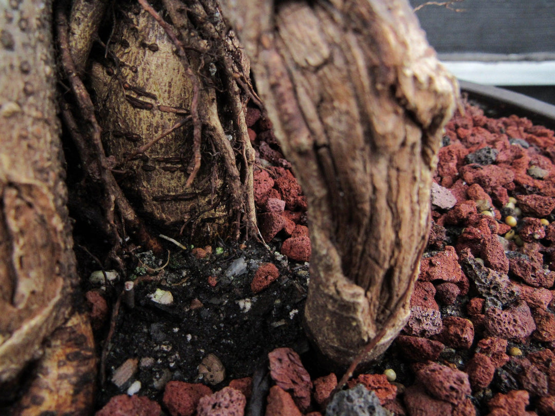 51 Year Old Green Island Ficus Braided Specimen Bonsai Tree Root Lift