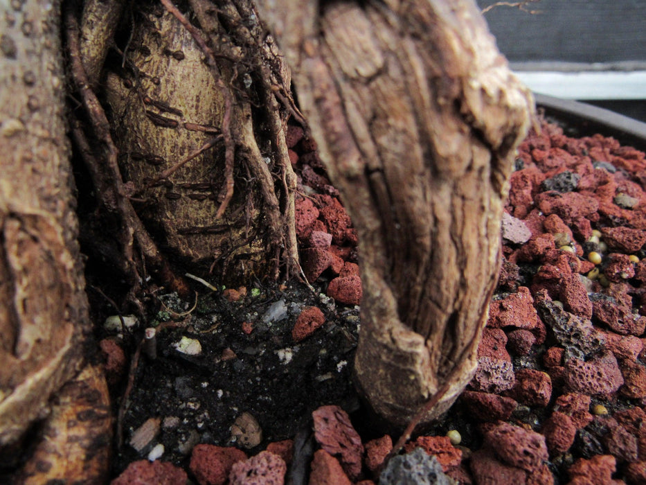 51 Year Old Green Island Ficus Braided Specimen Bonsai Tree Root Lift