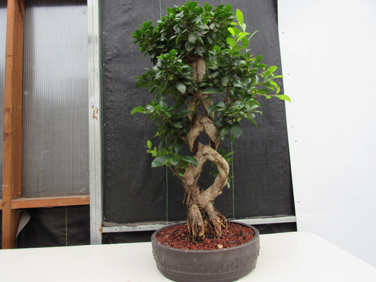 braided bonsai tree 51 Year Old Green Island Ficus Braided Specimen Bonsai Tree