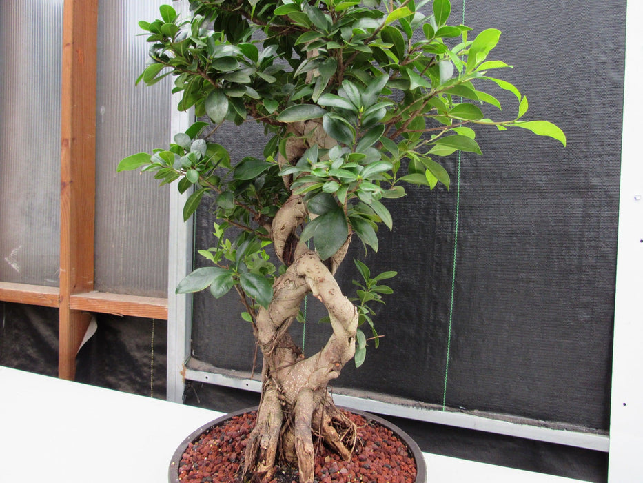 51 Year Old Green Island Ficus Braided Specimen Bonsai Tree Side