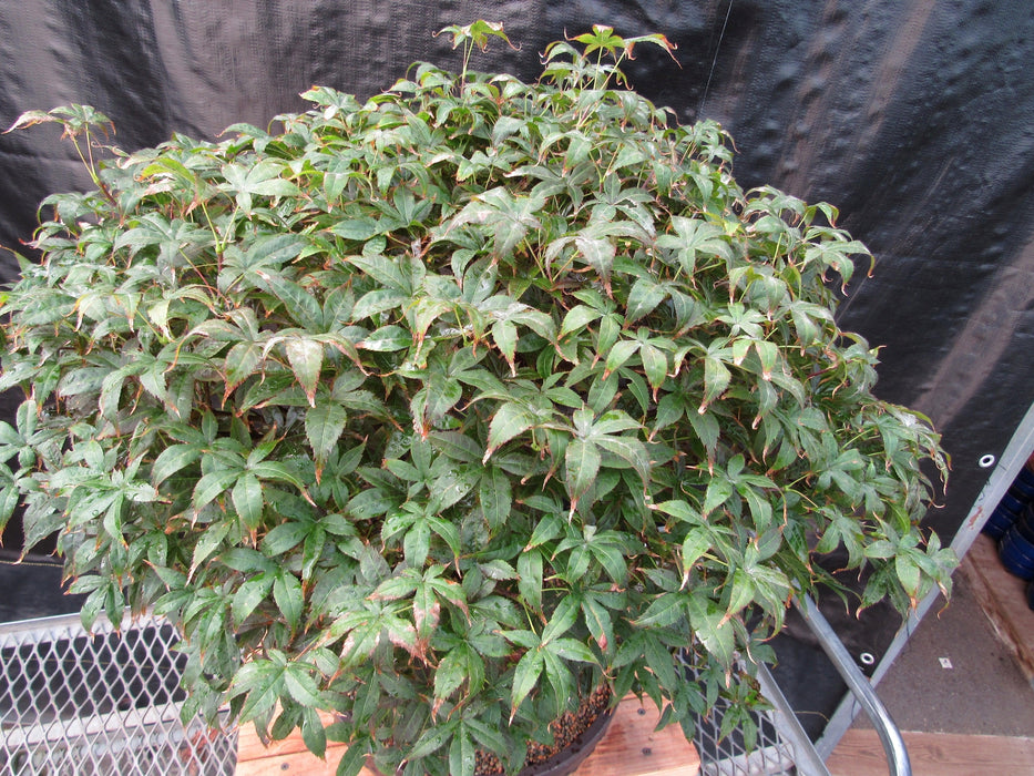 51 Year Old Rhode Island Red Japanese Maple Bonsai Tree51 Year Old Rhode Island Red Japanese Maple Bonsai Tree Top