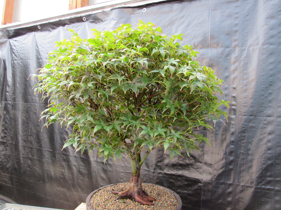 51 Year Old Rhode Island Red Japanese Maple Bonsai Tree51 Year Old Rhode Island Red Japanese Maple Bonsai Tree Side