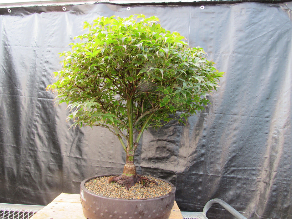51 Year Old Rhode Island Red Japanese Maple Bonsai Tree51 Year Old Rhode Island Red Japanese Maple Bonsai Tree Back