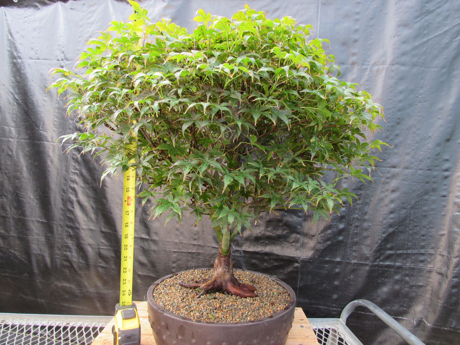 51 Year Old Rhode Island Red Japanese Maple Bonsai Tree51 Year Old Rhode Island Red Japanese Maple Bonsai Tree Height