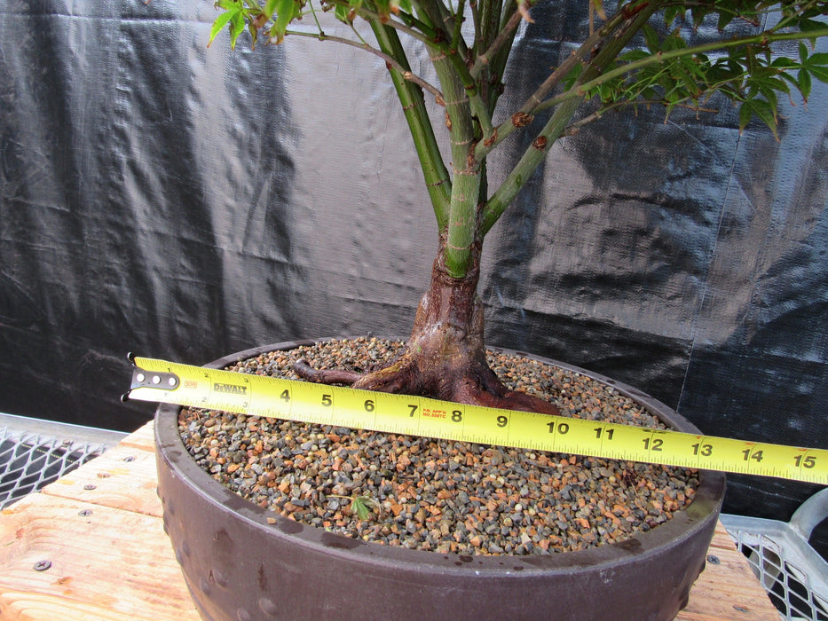 51 Year Old Rhode Island Red Japanese Maple Bonsai Tree51 Year Old Rhode Island Red Japanese Maple Bonsai Tree Size