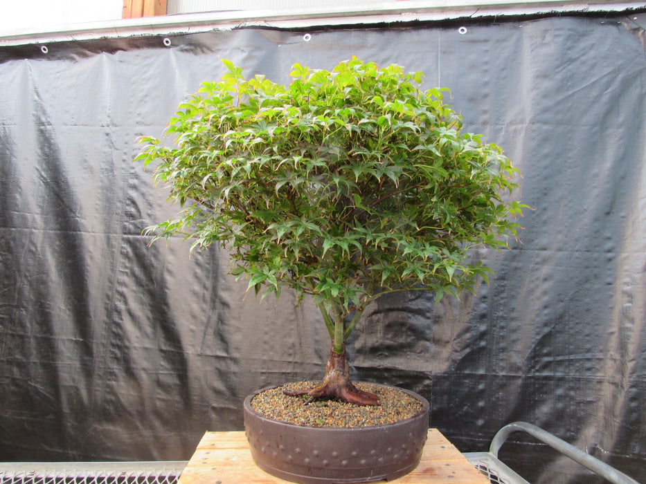 51 Year Old Rhode Island Red Japanese Maple Bonsai Tree51 Year Old Rhode Island Red Japanese Maple Bonsai Tree Alt