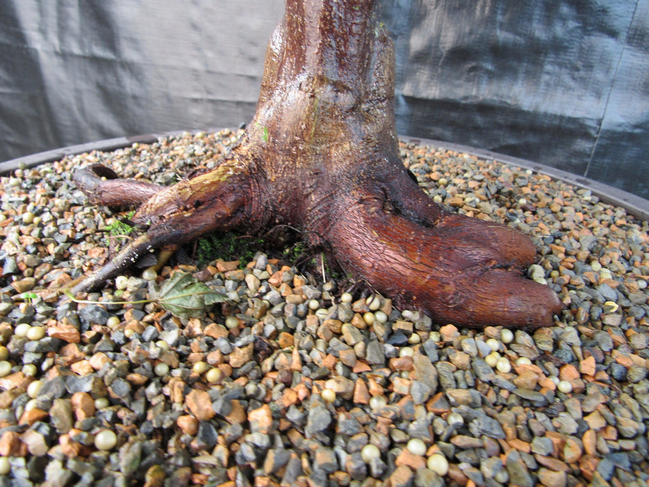 51 Year Old Rhode Island Red Japanese Maple Bonsai Tree51 Year Old Rhode Island Red Japanese Maple Bonsai Tree Rootball