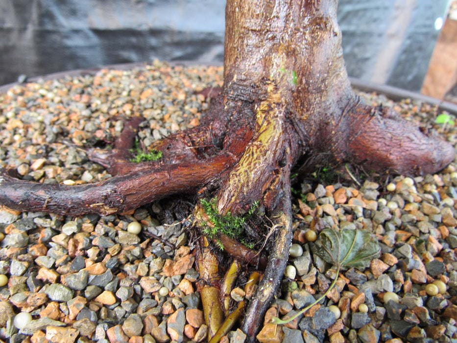 51 Year Old Rhode Island Red Japanese Maple Bonsai Tree51 Year Old Rhode Island Red Japanese Maple Bonsai Tree Roots