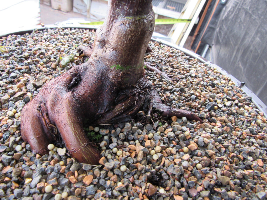 51 Year Old Rhode Island Red Japanese Maple Bonsai Tree51 Year Old Rhode Island Red Japanese Maple Bonsai Tree Roots Back