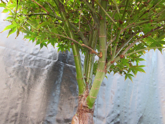 japanese mountain maple bonsai tree 51 Year Old Rhode Island Red Japanese Maple Bonsai Tree