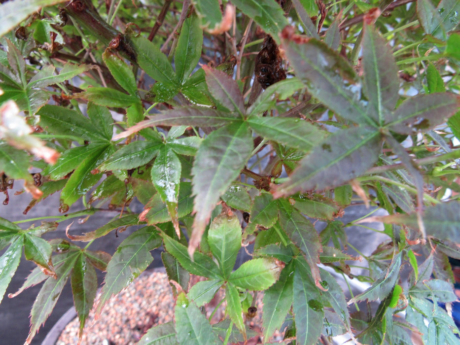 51 Year Old Rhode Island Red Japanese Maple Bonsai Tree51 Year Old Rhode Island Red Japanese Maple Bonsai Tree Leaves