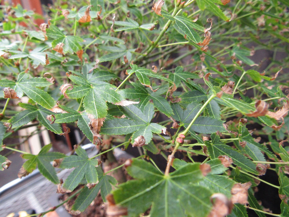 52 Year Old Dwarf Japanese Maple Bonsai Tree Fall Foliage